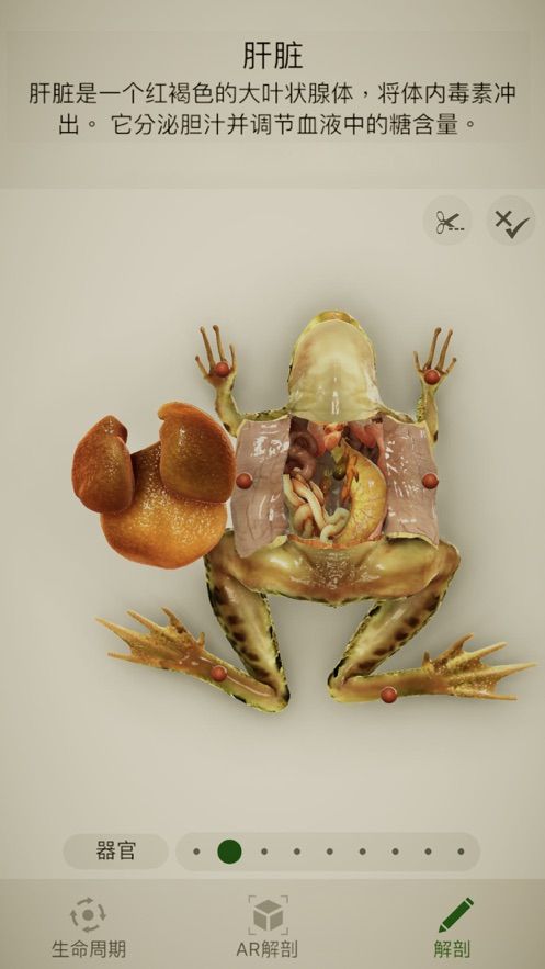 Froggipedia安卓免费版图片1