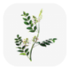 中药植物百科app