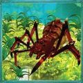 蜘蛛蚁后昆虫战争游戏
