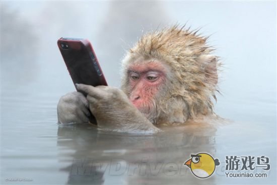 猴子也能玩iPhone 温泉猴子照夺观众选择奖[图]图片1
