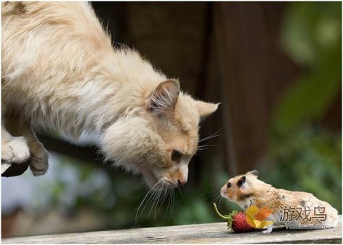 猫和老鼠喵唧争霸赛启动 谁是最终代言人[多图]图片3
