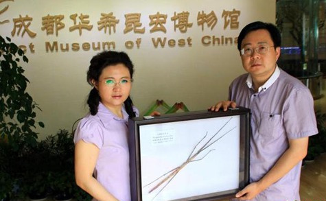 中国发现世界最长昆虫新物种 刷新了世界纪录[图]图片1
